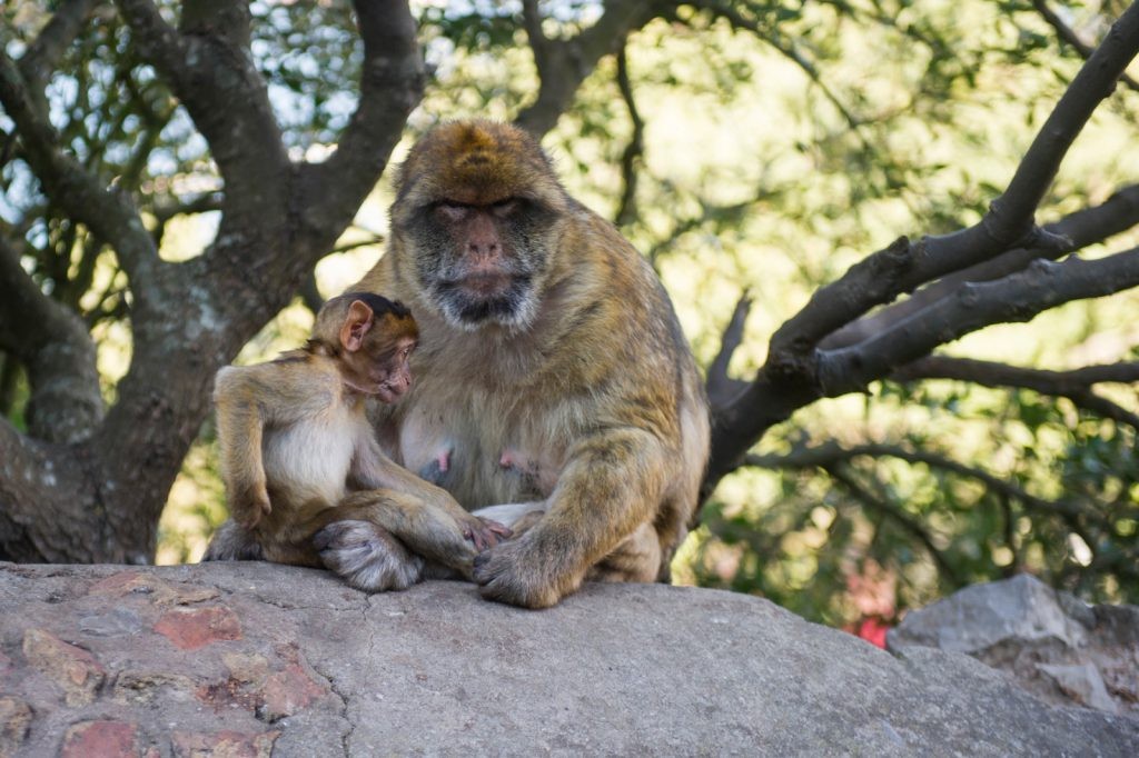 Monos gibraltar